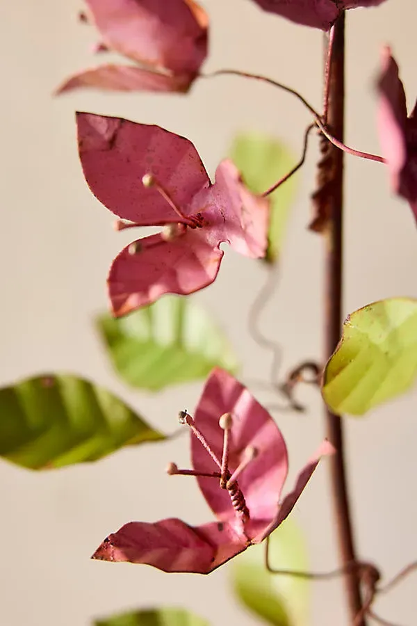Iron Bougainvillea Plant - Pink product