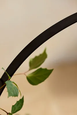 Iron Topiary Ring Plant Support - Black, Iron by Anthropologie, image 2