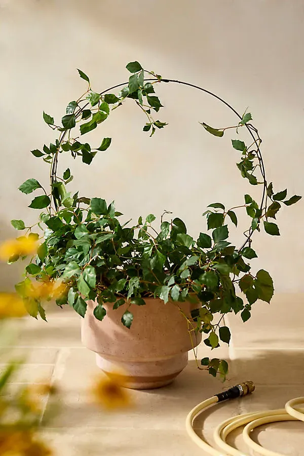 Iron Topiary Ring Plant Support - Black, Iron by Anthropologie