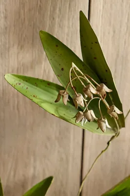 Lily of the Valley Floral Garland - Iron product
