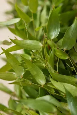 Logan Fresh Botanical Garland - Green, Italian Ruscus product
