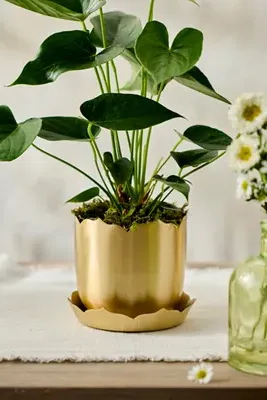 Lotus Edge 5" Planter - Polished Brass product