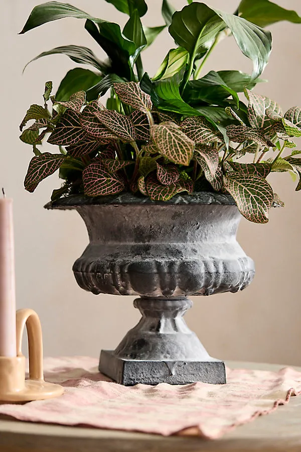 Low Cast Iron Urn Planter - Grey by Anthropologie