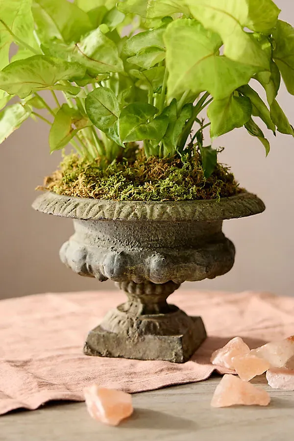 Mini Cast Iron Urn Planter by Anthropologie