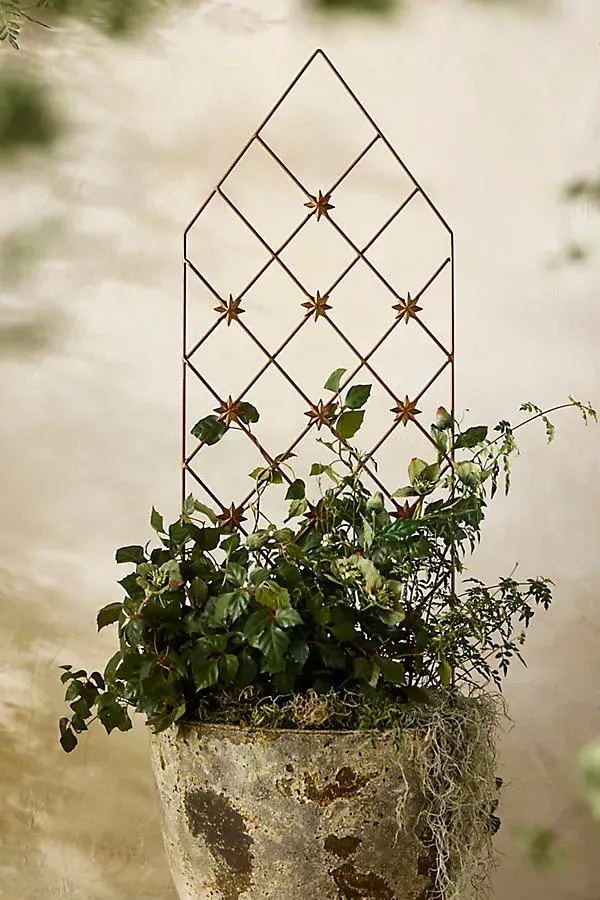 Moravian Star Trellis - Antique Brass, Iron by Anthropologie
