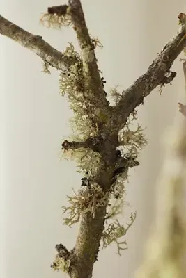 Moss & Lichen Branches Bundle - Natural product