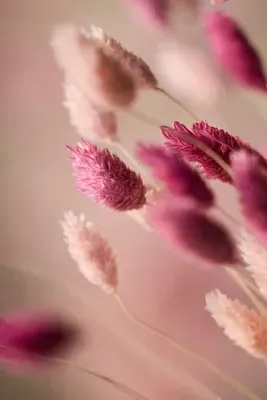 Painted Phalaris Dried Bunch - Pink product