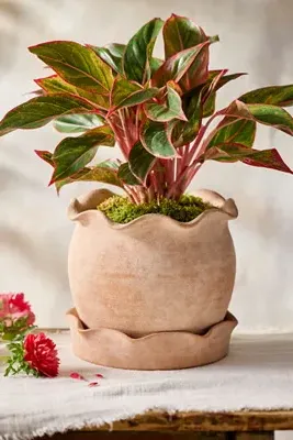 Pie Crust Rim Round Planter - Terracotta by Anthropologie, alternate view