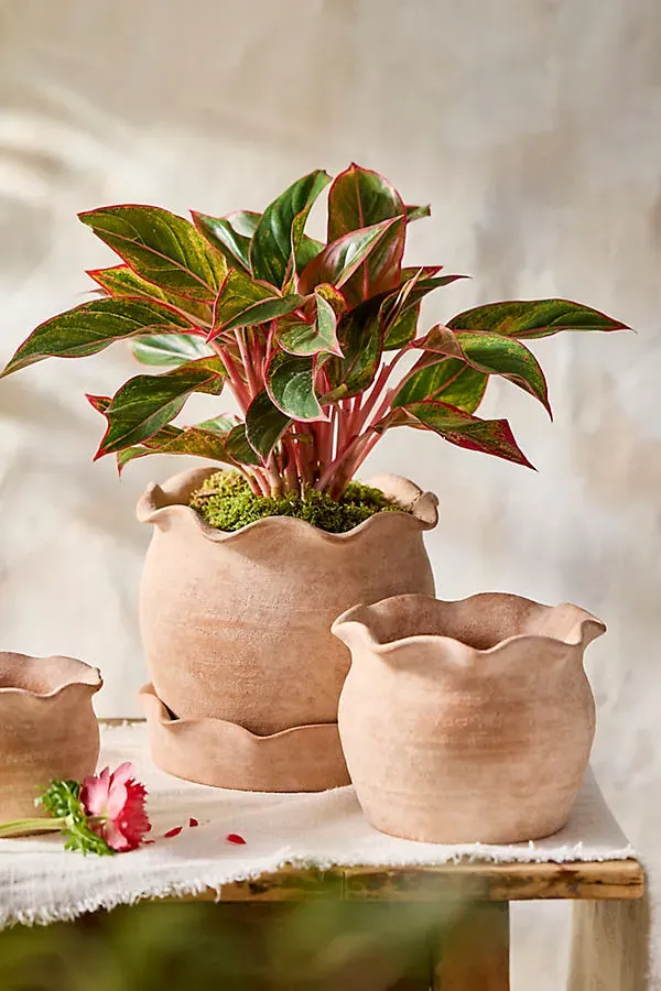Pie Crust Rim Round Planter - Terracotta by Anthropologie
