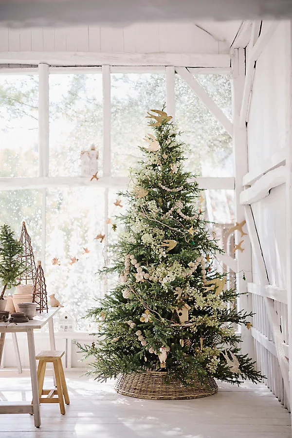 Pre-Lit Norway Spruce - 7.5ft, Green by Anthropologie