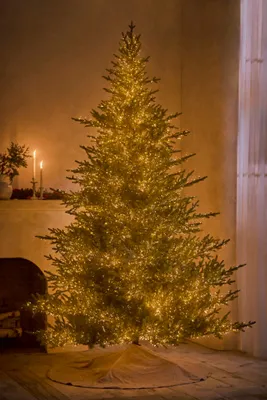 Pre-Lit Norway Spruce - Large, Green by Anthropologie, image 2