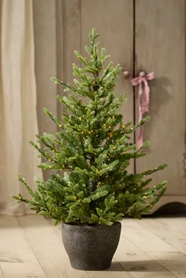 Pre-Lit Potted Norway Spruce - 4ft, Green by Anthropologie, alternate view