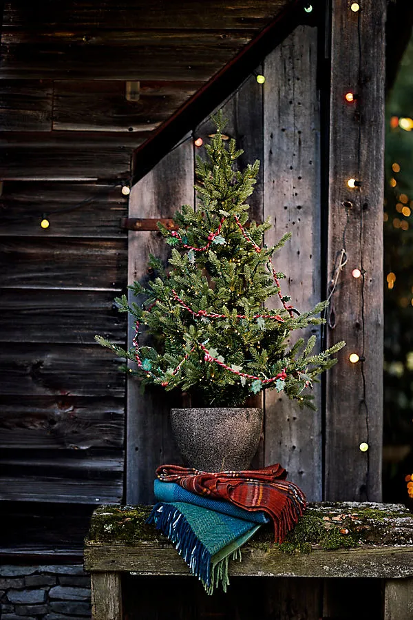 Pre-Lit Potted Norway Spruce - 4ft, Green by Anthropologie