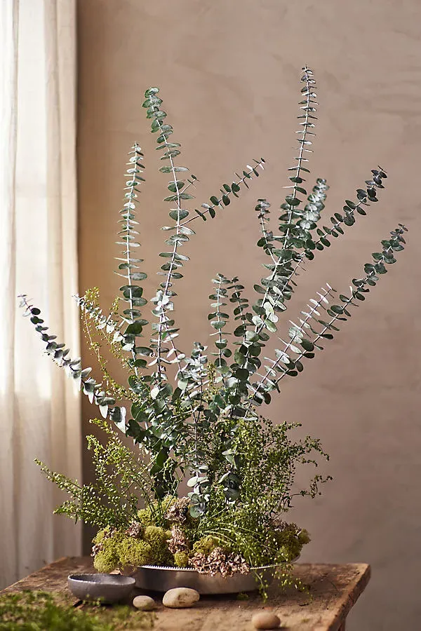 Preserved Baby Blue Eucalyptus Bunch - Green product