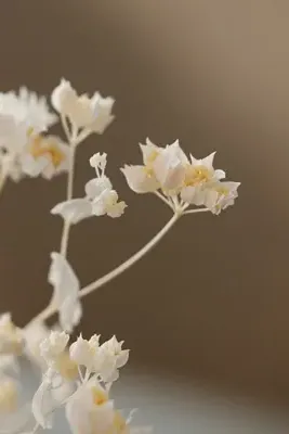 Preserved Bleached Bupleurum Bunch - White by Anthropologie, alternate view
