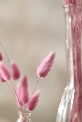 Preserved Bunny Tails Bunch - Pink product