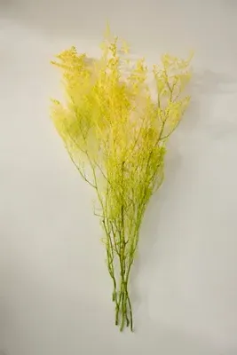 Preserved Caspia Bunch - Yellow product
