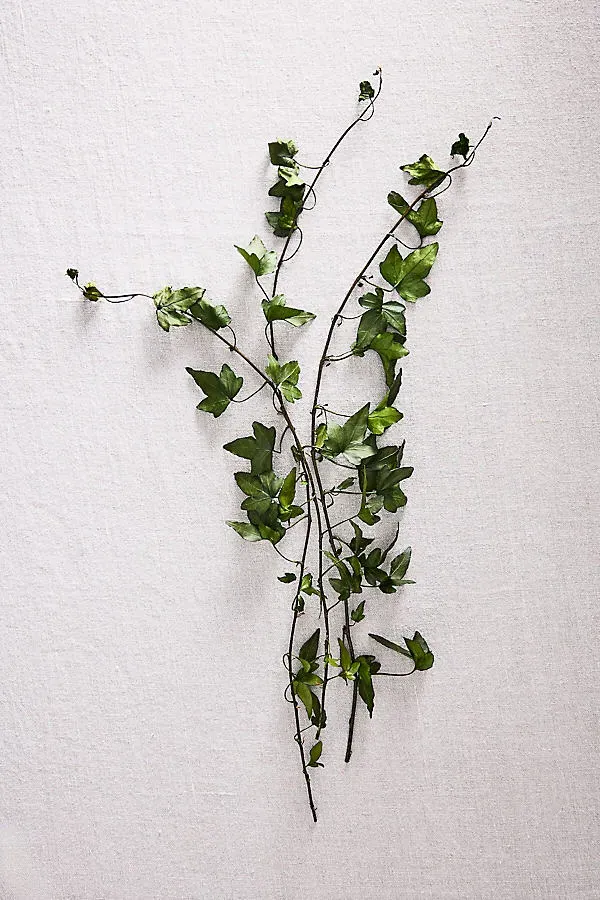 Preserved English Ivy Bunch - Green product