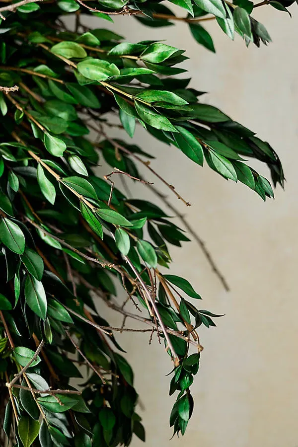 Preserved Green Myrtle & Curly Willow Wreath product