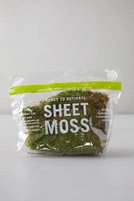 Preserved Sheet Moss - Green product
