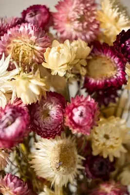Preserved Strawflower Bunch product