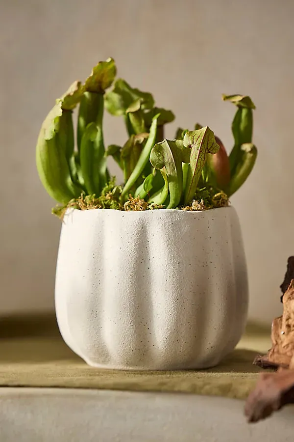 Pumpkin Stoneware Planter - White by Anthropologie