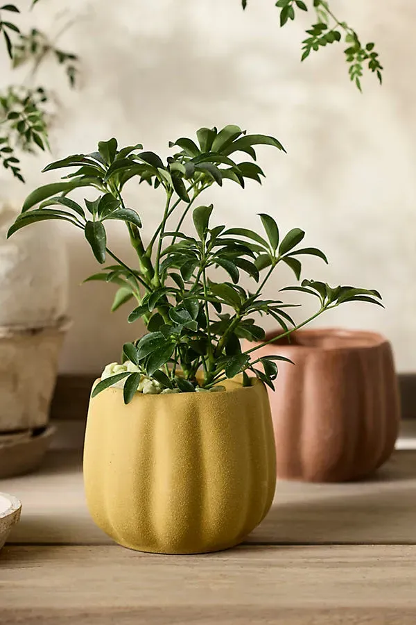 Pumpkin Stoneware Planter - Yellow by Anthropologie