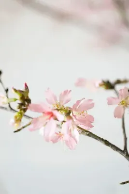 Quince Branches 3ft - Fresh Cut product