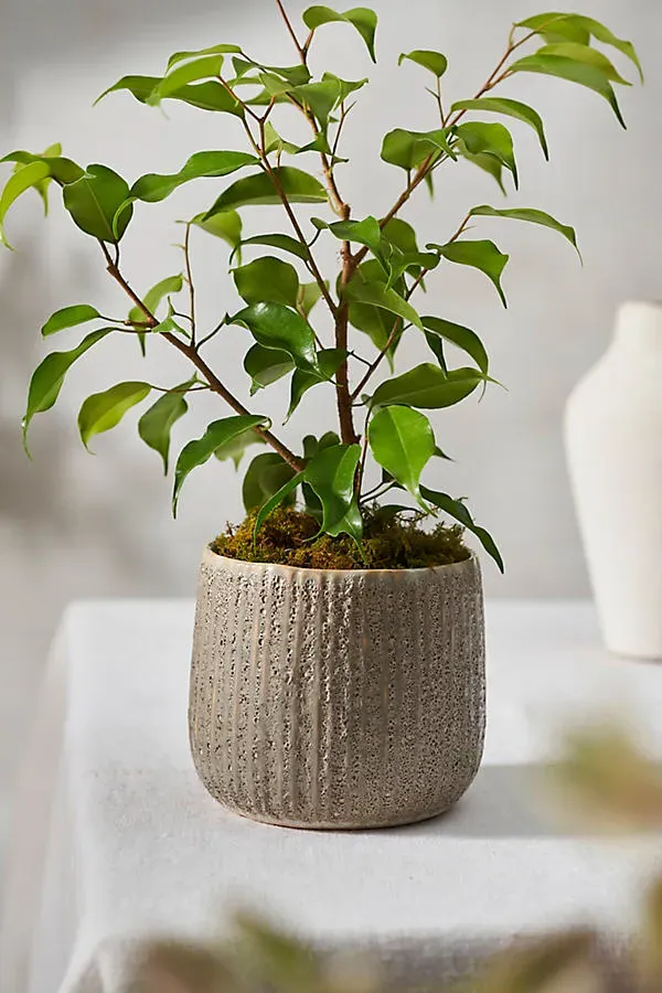 Ridged Barrel Stoneware Planter - Grey by Anthropologie
