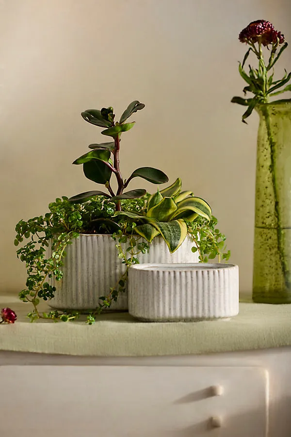 Ridged Oval Ceramic Planter - Ivory by Anthropologie