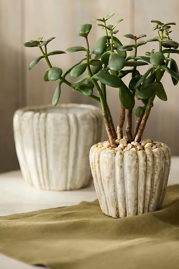 Ridged Round Shoulder Ceramic Pot - Ivory by Anthropologie