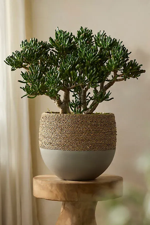 Round Planter - Beige, Cement & Seagrass by Anthropologie