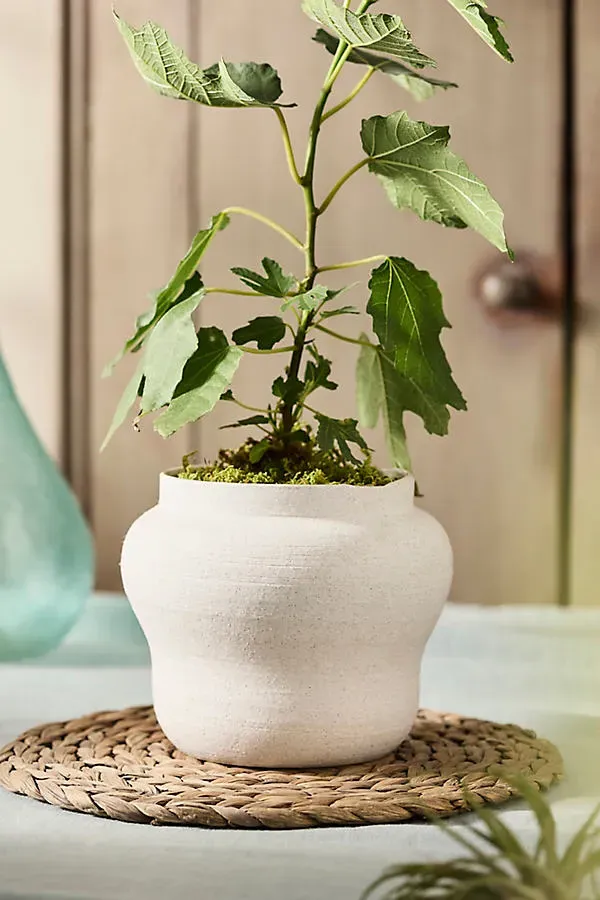Round Shoulder Ceramic Jar Planter - White by Anthropologie