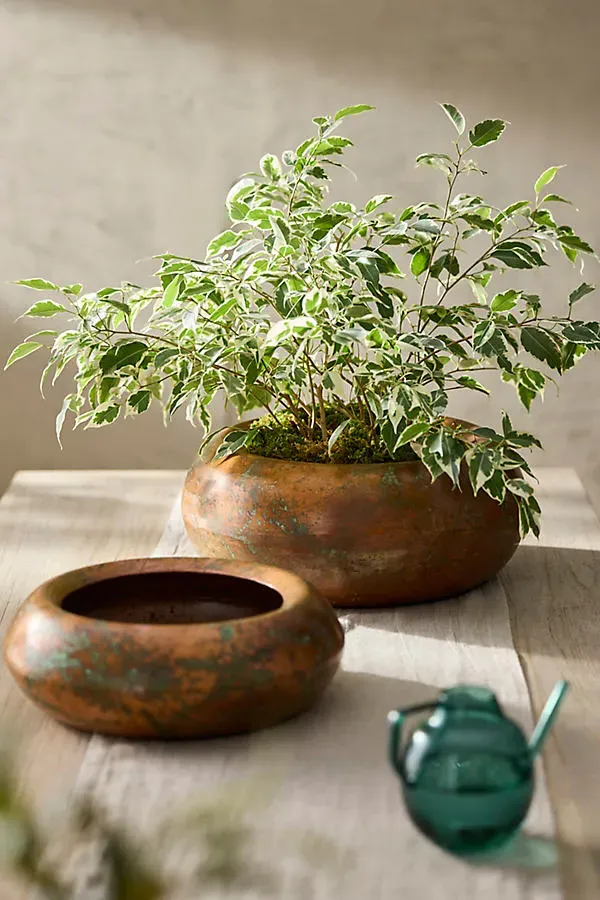 Round Shoulder Iron Bowl Planter - Verdigris by Anthropologie