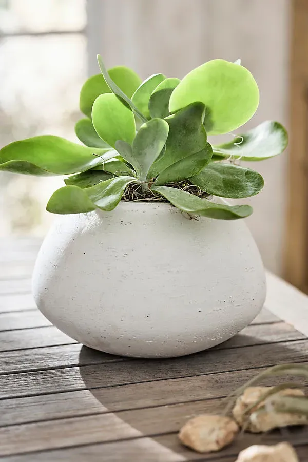 Rounded Jar Cement Planter - White product