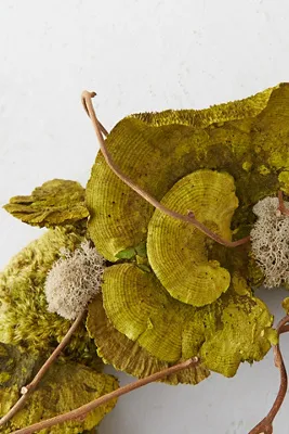 Shelf Mushroom Moss Wreath - Green by Anthropologie, alternate view