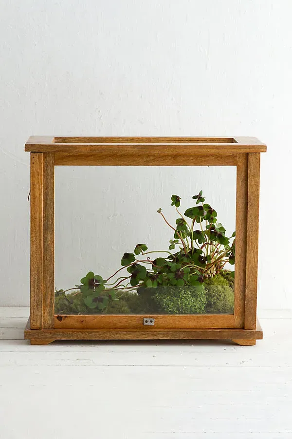 Specimen Case Terrarium with Sliding Front Panel by Anthropologie