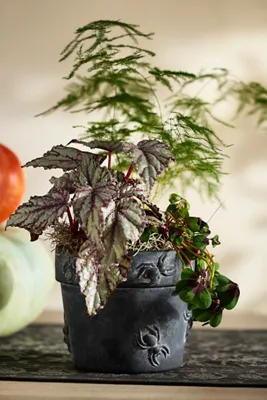 Spider Stoneware Pot - Green, Ceramic product