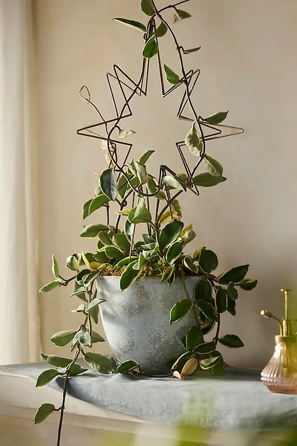 Star Plant Support Trellis - Antique Brass, Iron by Anthropologie
