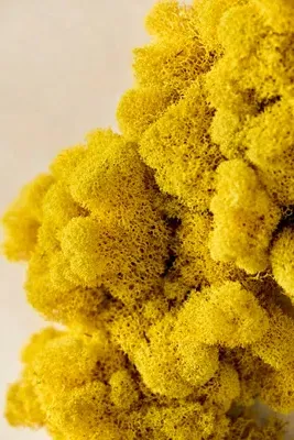 Sunshine Reindeer Moss Wreath - Yellow product