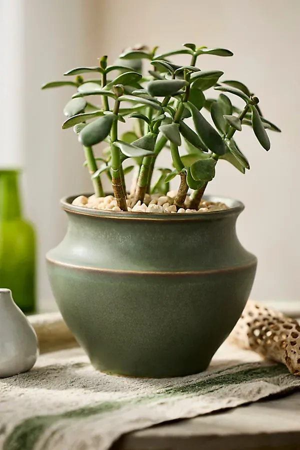 Tapered Jar Ceramic Planter - Grey by Anthropologie