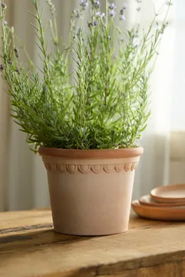 Terrace Galestro Decorative Pot - Brown, Terracotta by Anthropologie, alternate view