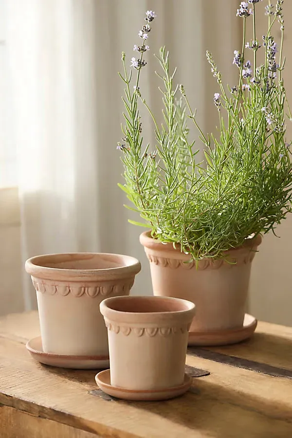 Terrace Galestro Decorative Pot - Brown, Terracotta by Anthropologie