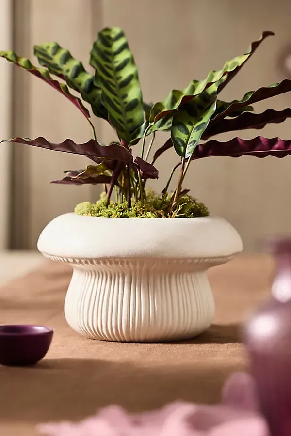 Toadstool Ceramic Planter - White, Matte Ceramic by Anthropologie