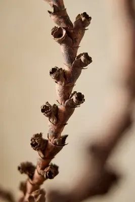 Twisted Ladder Branch Decorative Sculpture by Anthropologie, alternate view
