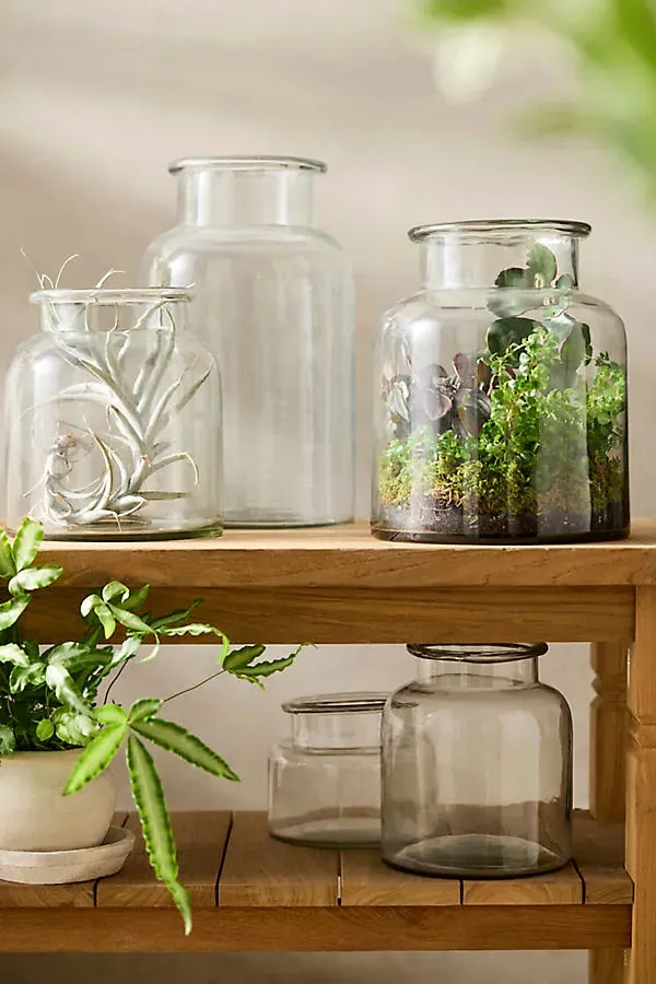 Wide Mouth Jar Terrarium - Clear, Glass by Anthropologie