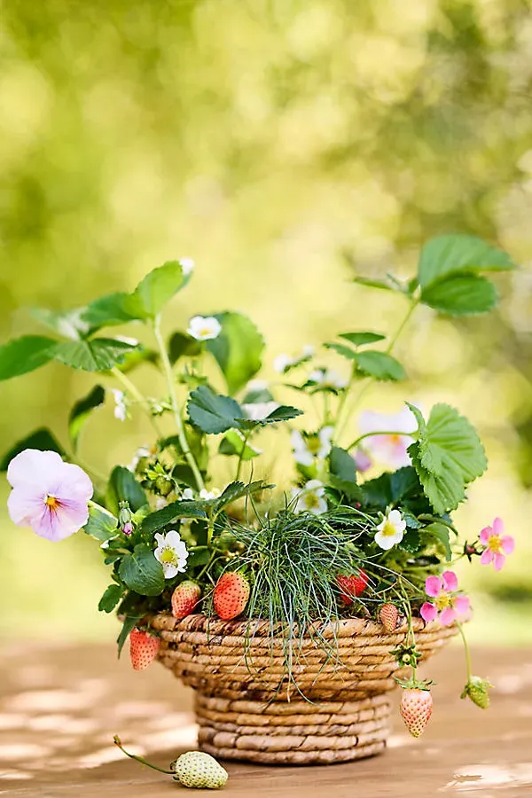 Wide Rim Woven Abaca Bowl Planter - Beige product