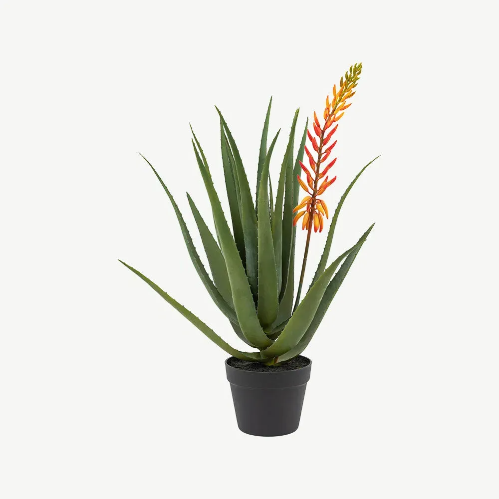 Aloe Potted Plant with Orange Flower product