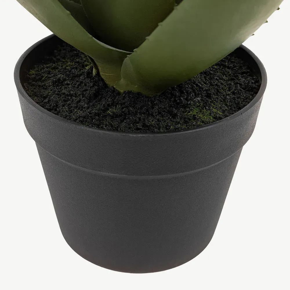 Aloe Potted Plant with White Flower alternate view