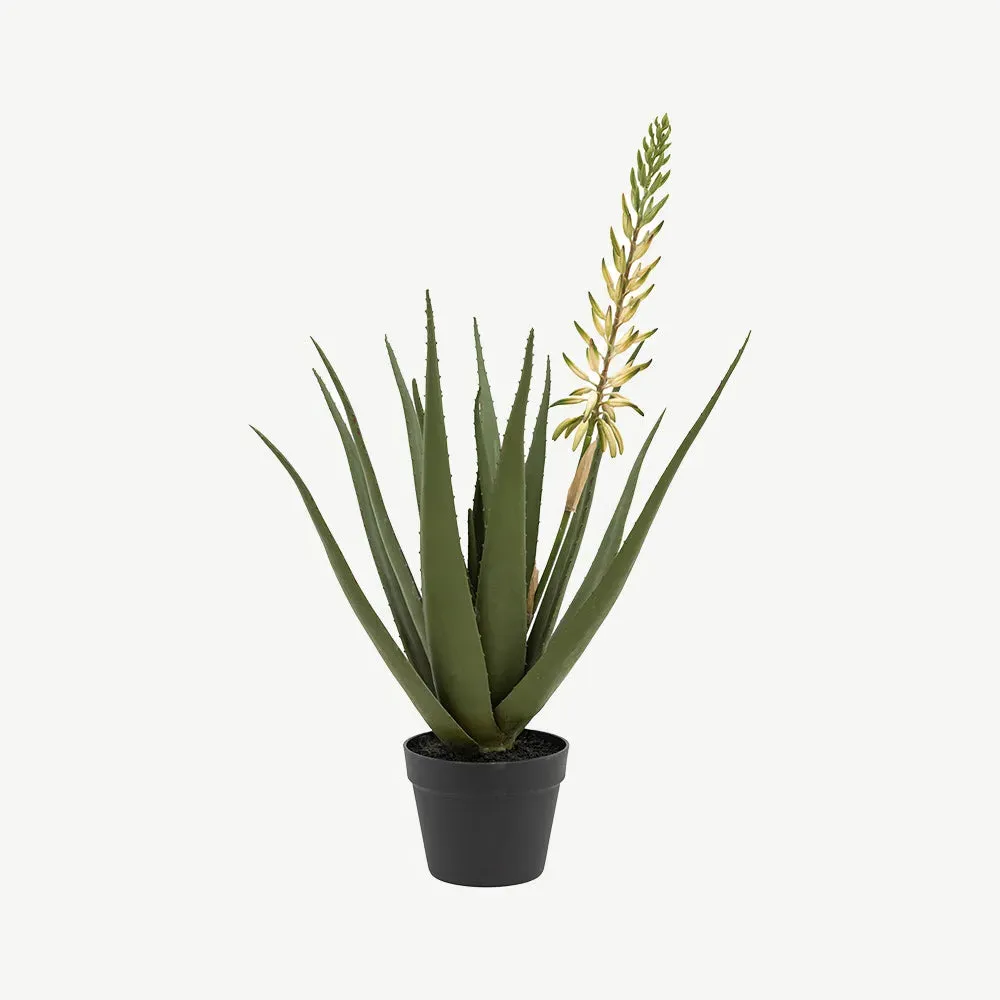 Aloe Potted Plant with White Flower product